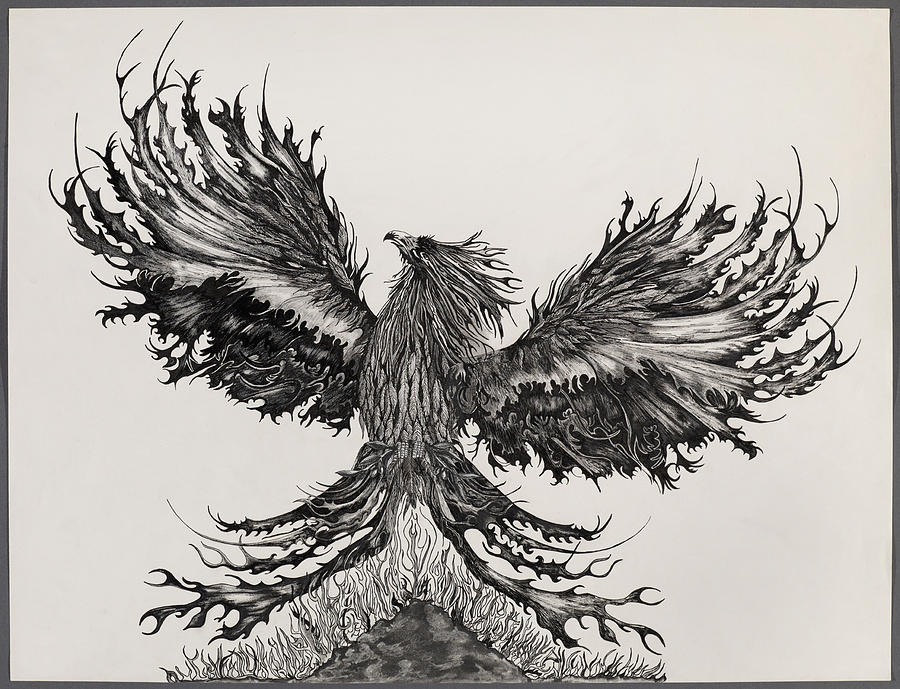 900x689 The Phoenix Drawing - Phoenix Drawing