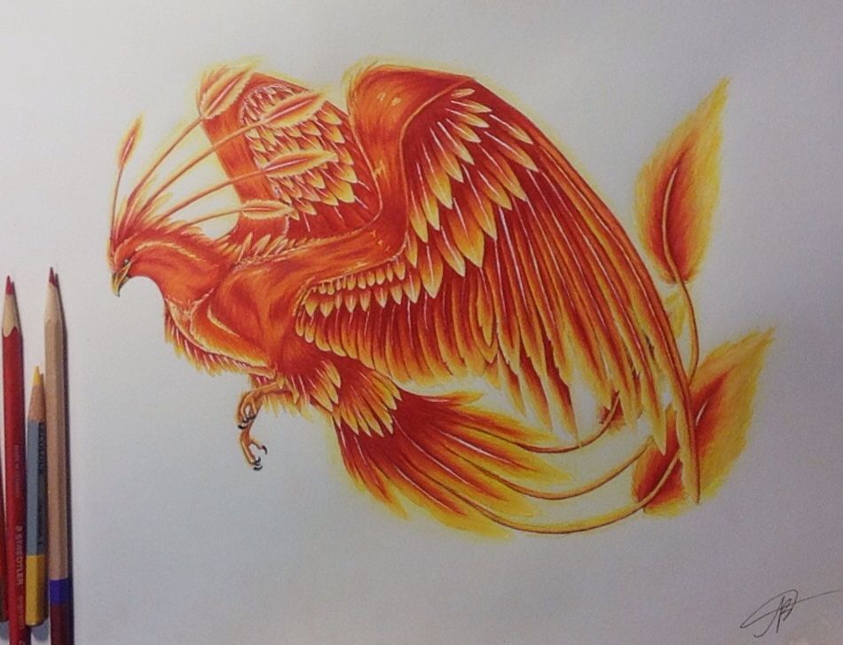 950x727 My Colored Pencil Drawing Of A Phoenix My Own Artwork - Phoenix Drawing Color