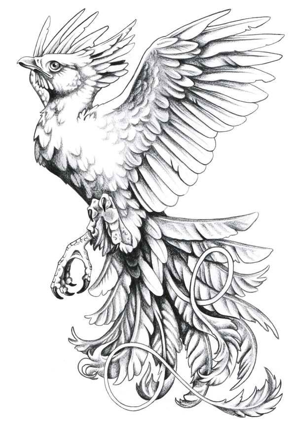 Phoenix Drawing Color at Explore collection of