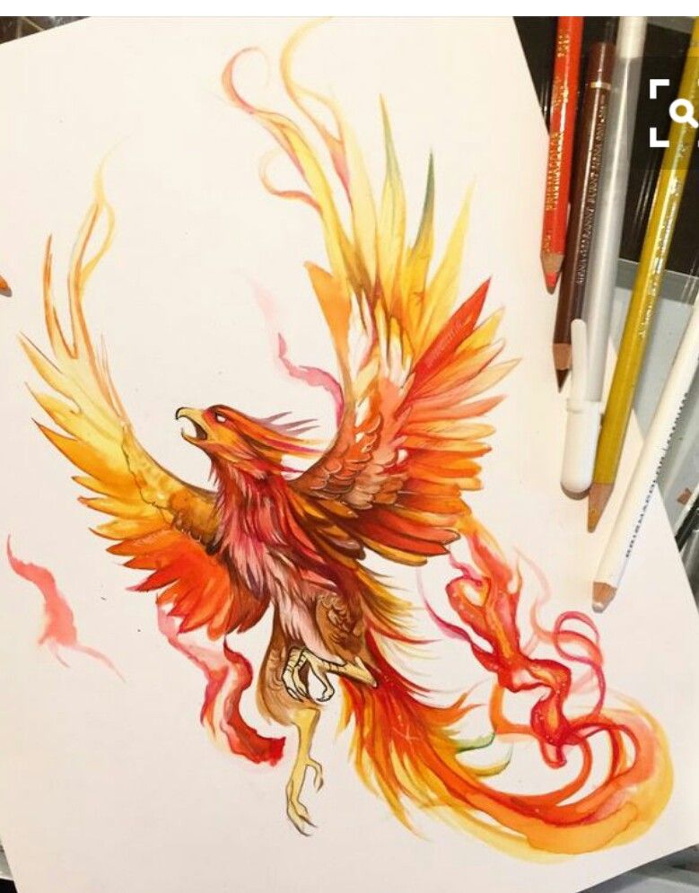 779x995 Tattoos Phoenix Tattoo Design, Phoenix Drawing - Phoenix Drawing In Color