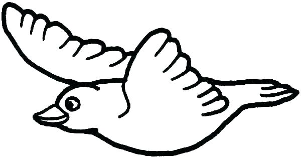 600x315 Kiwi Bird Colouring Pages Pictures Phoenix Drawing In Color - Phoenix Drawing In Color