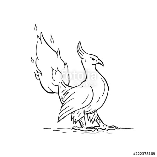 500x500 Phoenix Burning Tail Drawing Stock Image And Royalty Free Vector - Phoenix Line Drawing