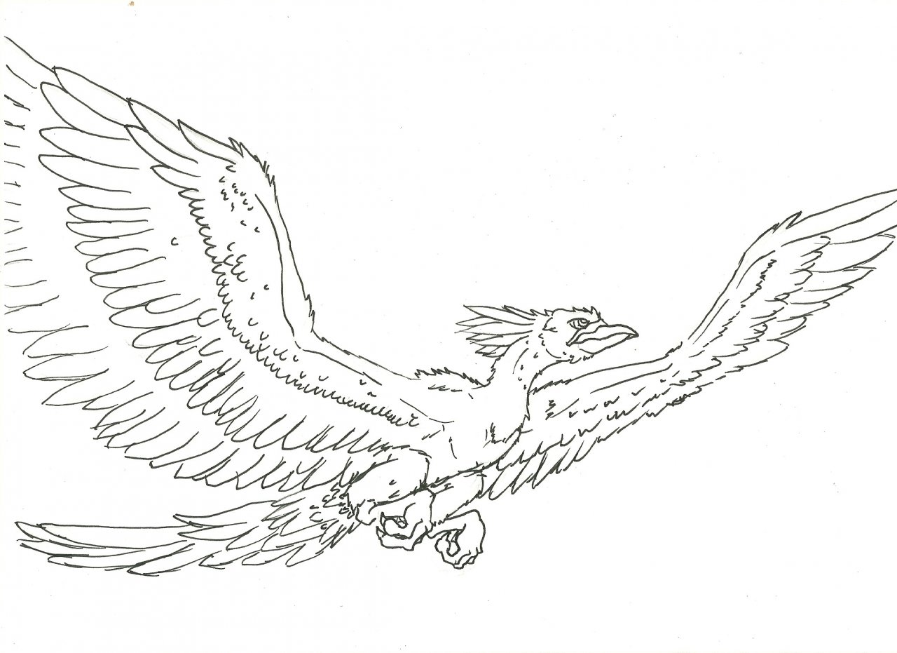 1280x931 Phoenix Line Art - Phoenix Line Drawing