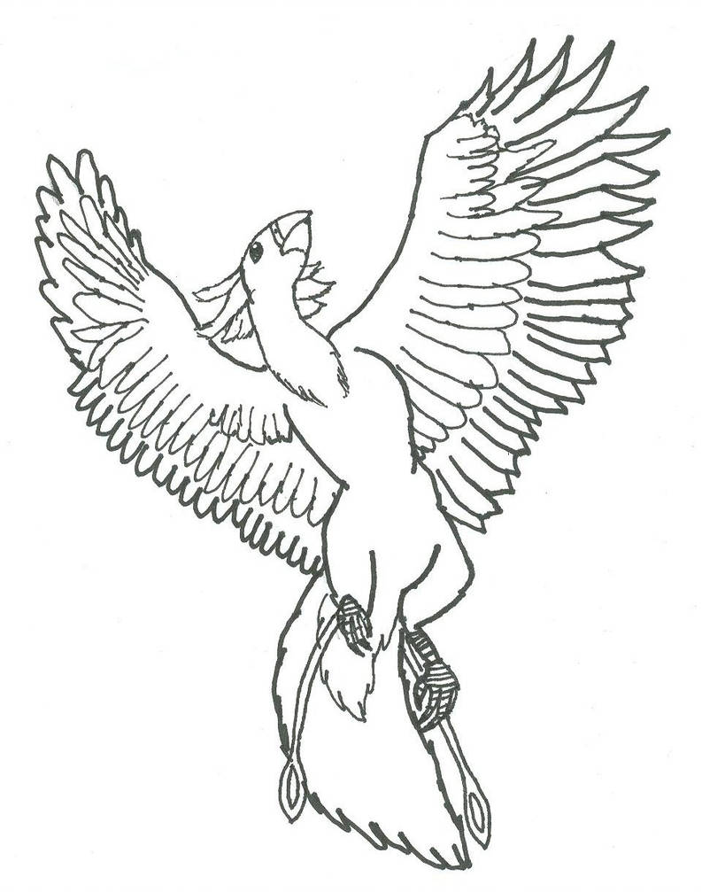 793x1007 Phoenix Outline - Phoenix Outline Drawing
