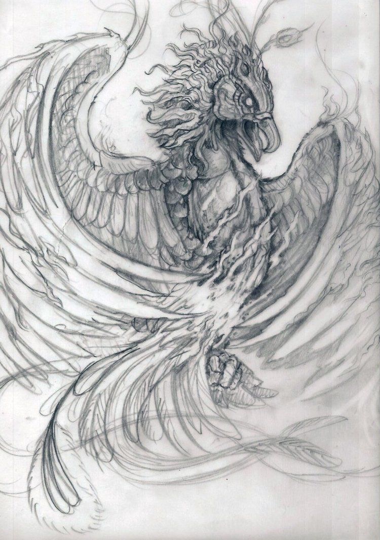 750x1066 A Rough Line Drawing For A Tattoo In Pencil Art Phoenix Tattoo - Phoenix Pencil Drawing