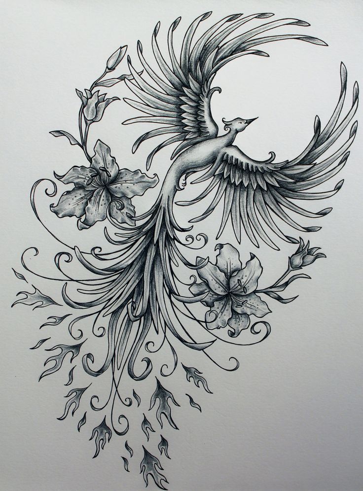 Drawn Phoenix Phoenix Tattoo - Phoenix Rising From The Ashes Dr...