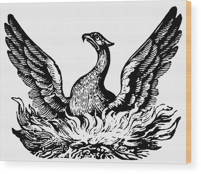 643x555 Phoenix Rising From Ashes Wood Print - Phoenix Rising From The Ashes Drawing