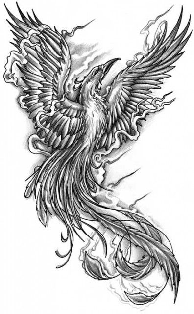 396x640 Black And White Phoenix Rising Archives - Phoenix Rising From The Ashes Drawing