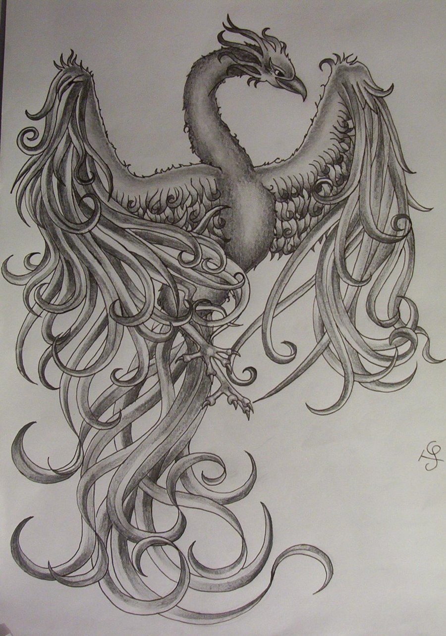 900x1284 Phoenix Drawings Pictures And Ideas On Stem Education Caucus - Phoenix Tattoo Drawing