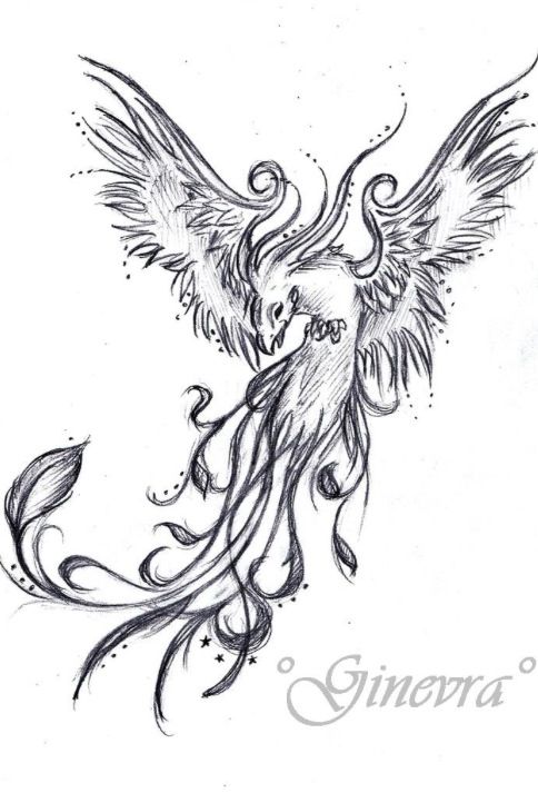 484x713 Tattoo Sketch - Phoenix Tattoo Drawing