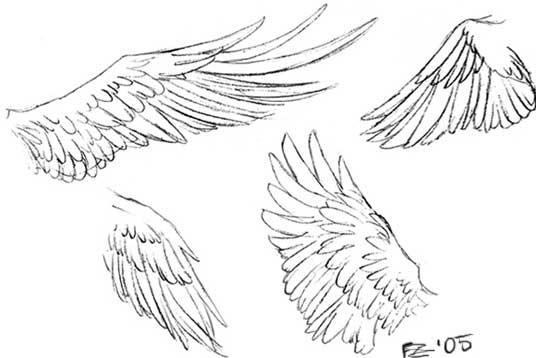 536x358 Crunchyroll - Phoenix Wings Drawing