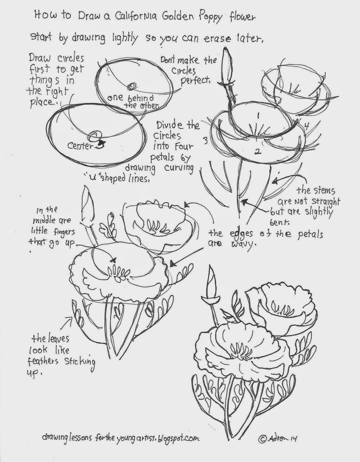 1248x1600 How To Draw A California Golden Poppy Flower Free Drawing - Photo Into Drawing Free