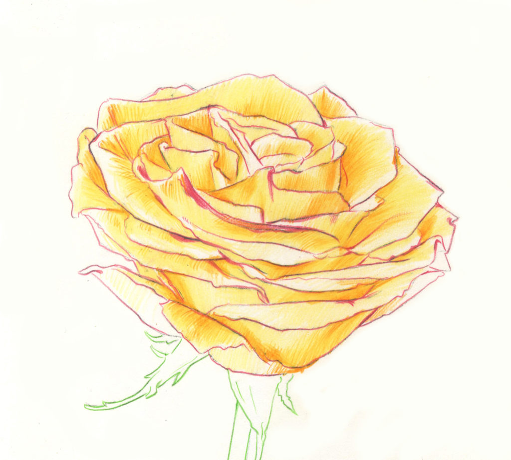 1024x922 Drawing Roses In Graphite Pencil And Colored Pencil - Photo To Color Drawing