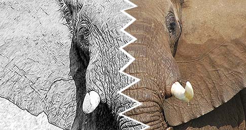 485x256 Akvis Sketch Vs Alien Snap - Photoshop Drawing Plugin