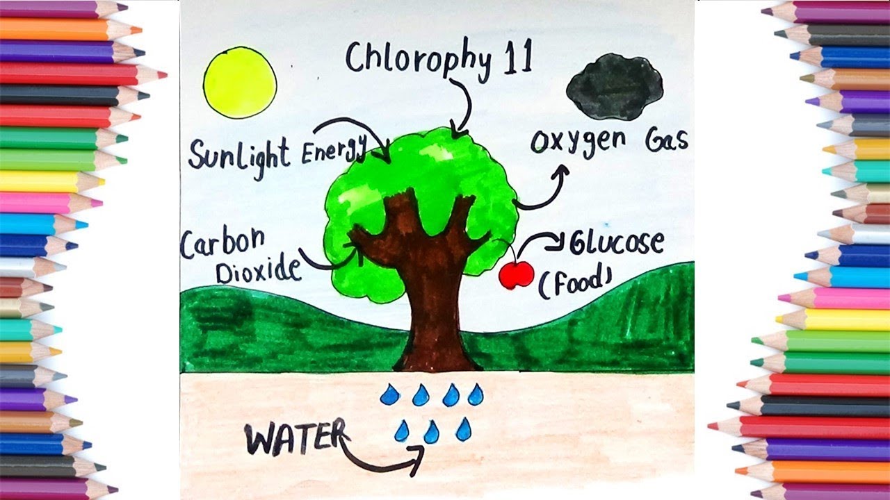 Illustration Of Photosynthesis Process - Illustration of Many Recent