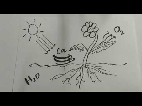 480x360 How To Sketch Photosynthesis Drawing, Sketch, Art Lessons, Quick - Photosynthesis Drawing
