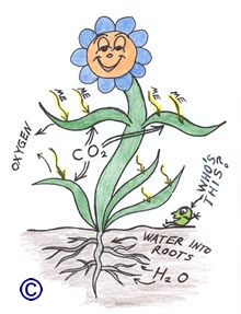 220x287 Photosynthesis, Energy, And Life - Photosynthesis Drawing