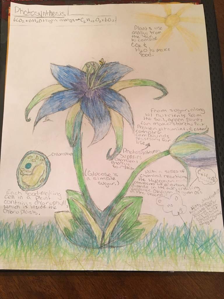 768x1024 Photosynthesis Drawing Art Amino - Photosynthesis Drawing