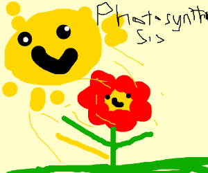 300x250 Photosynthesis Flower And Sun Are Pleased Drawing - Photosynthesis Drawing