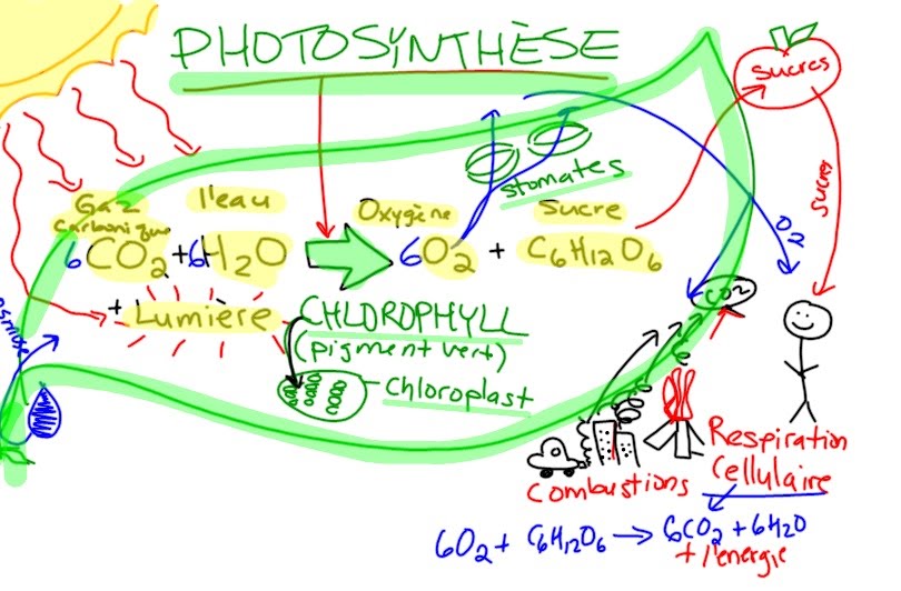 810x532 Photosynthesis Of Autumn Leaves - Photosynthesis Drawing