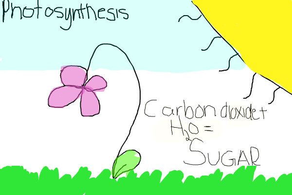 600x400 photosynthesis a plants speedpaint drawing - Photosynthesis Drawing