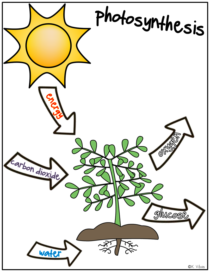 806x1046 plants vocabulary, activities, games and assessments tpt science - Photosynthesis Drawing