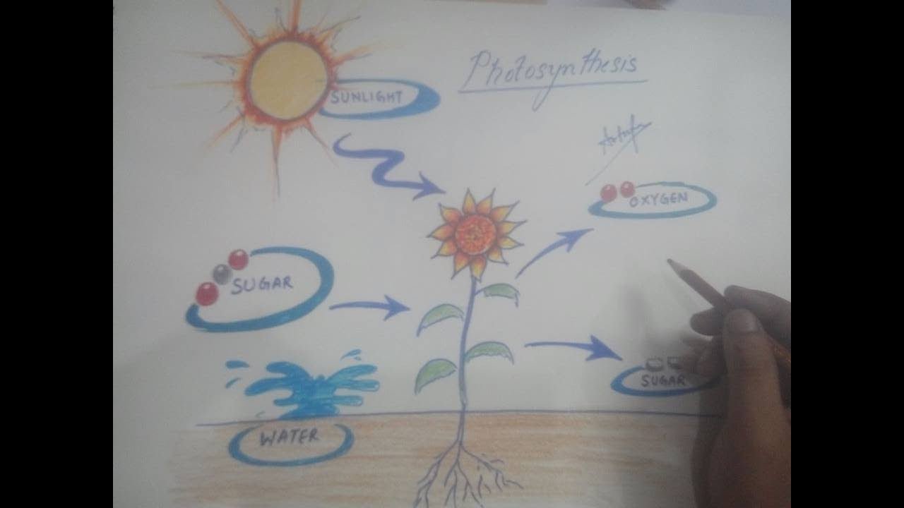 1280x720 How To Draw Photosynthesis - Photosynthesis Drawing