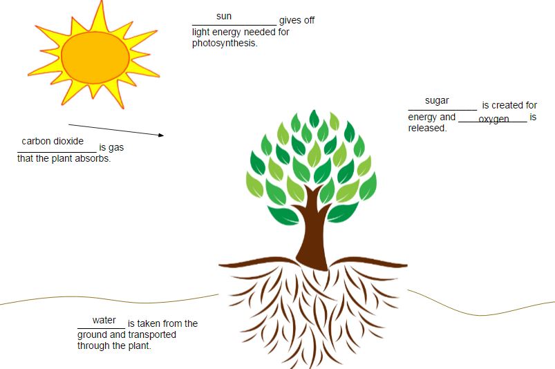 803x534 Librarytechnology - Photosynthesis Drawing