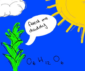 300x250 Photosynthesis Drawing - Photosynthesis Drawing