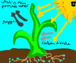 300x250 Photosynthesis Drawing - Photosynthesis Drawing