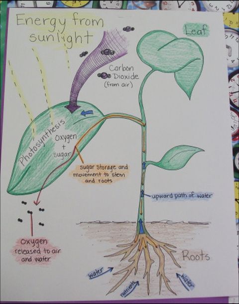480x611 example photosynthesis poster and requirements nyc gardens unit - Photosynthesis Drawing