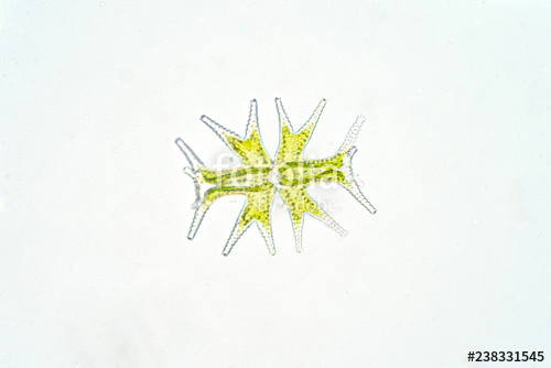 500x334 micrasterias is a unicellular green algae under the microscope - Phytoplankton Drawing