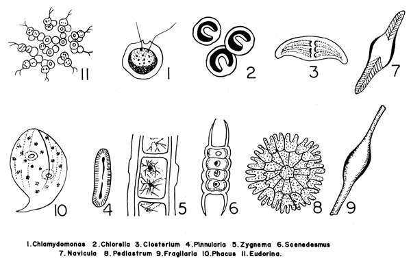 Phytoplankton Drawing at PaintingValley.com | Explore collection of ...