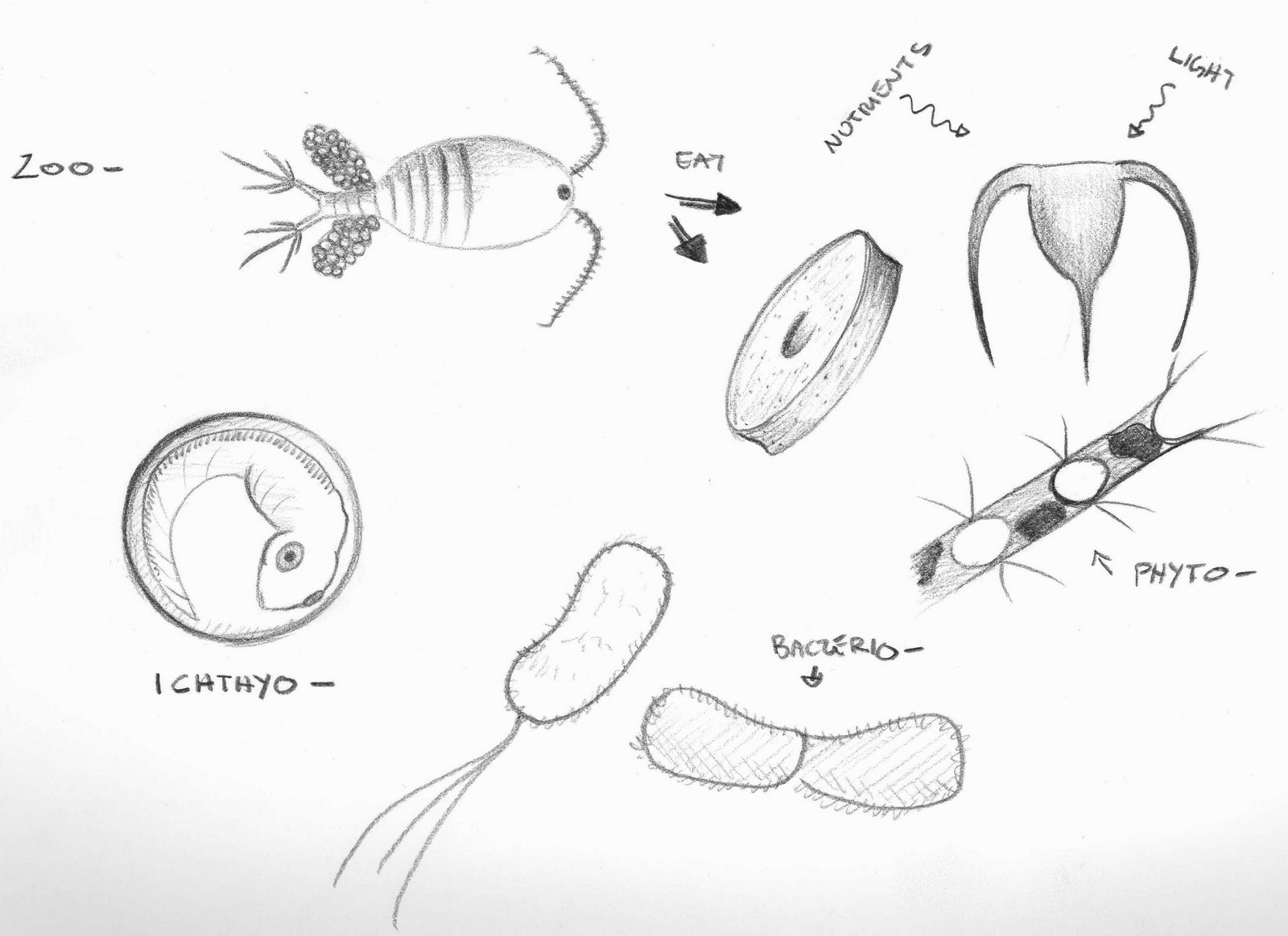 1600x1163 pride andplankton! introduction to plankton - Phytoplankton Drawing