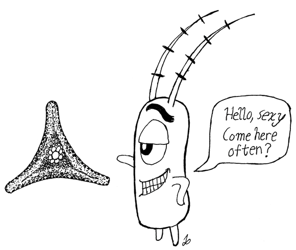 580x490 the tech - Phytoplankton Drawing