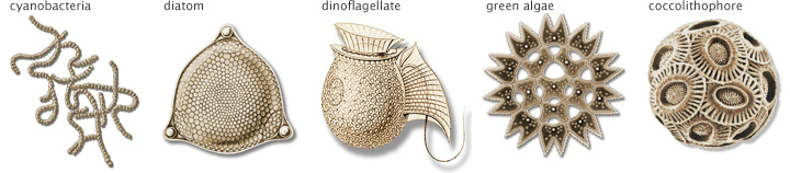 720x158 what are phytoplankton - Phytoplankton Drawing