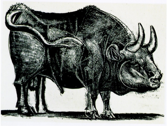 638x479 Pablo Picasso - Picasso Bull Drawing
