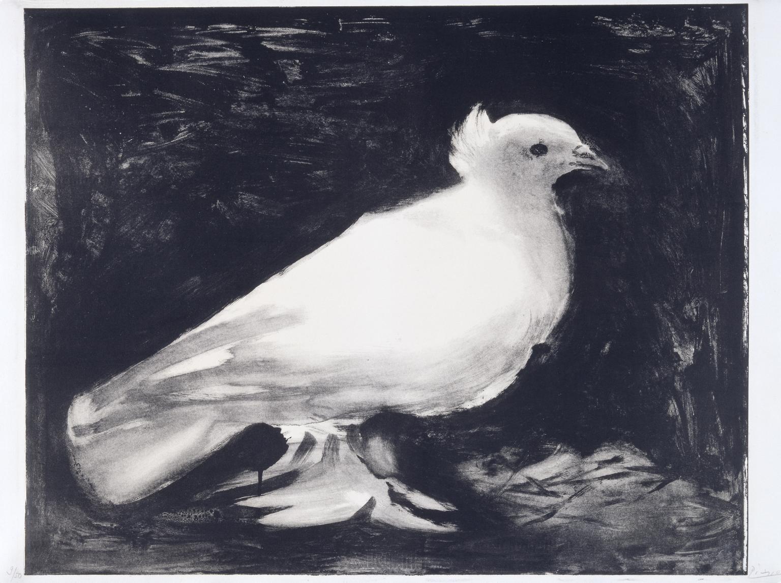 1536x1147 dove', pablo picasso, tate - Picasso Dove Drawing