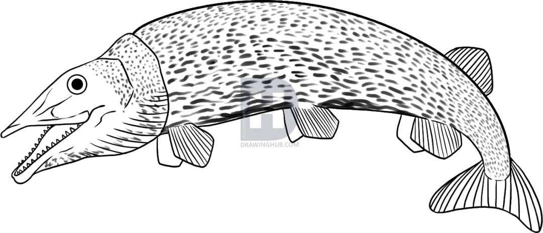 1080x464 how to draw a pike, step - Pickerel Drawing