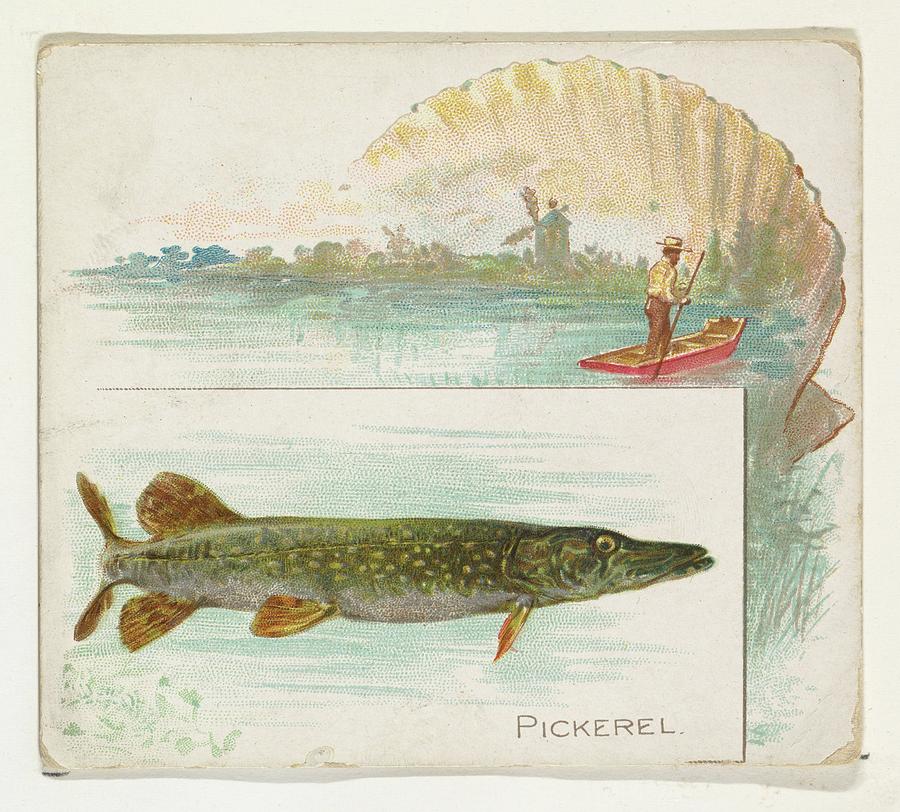 900x812 pickerel, from fish from american drawing - Pickerel Drawing