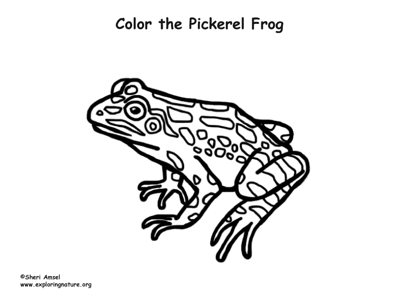 792x612 pickerel frog coloring nature - Pickerel Drawing