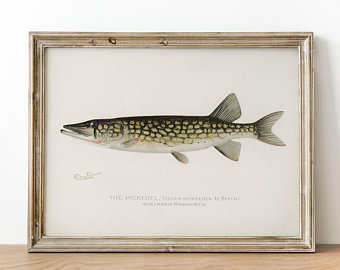 340x270 pickerel drawing etsy uk - Pickerel Drawing