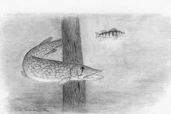 600x403 pickerel fish drawing my pencil drawings drawings, pencil - Pickerel Drawing