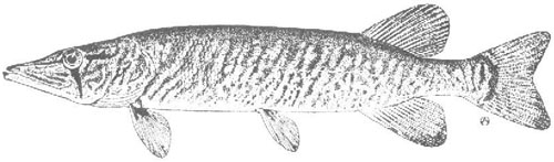 500x147 species - Pickerel Drawing