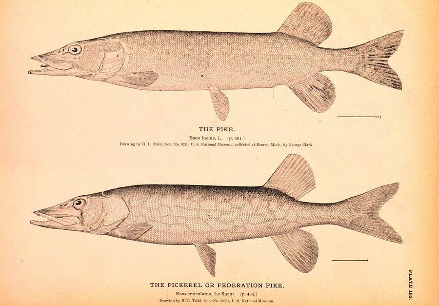 900x627 the pike and the pickerel or federation pike drawing - Pickerel Drawing