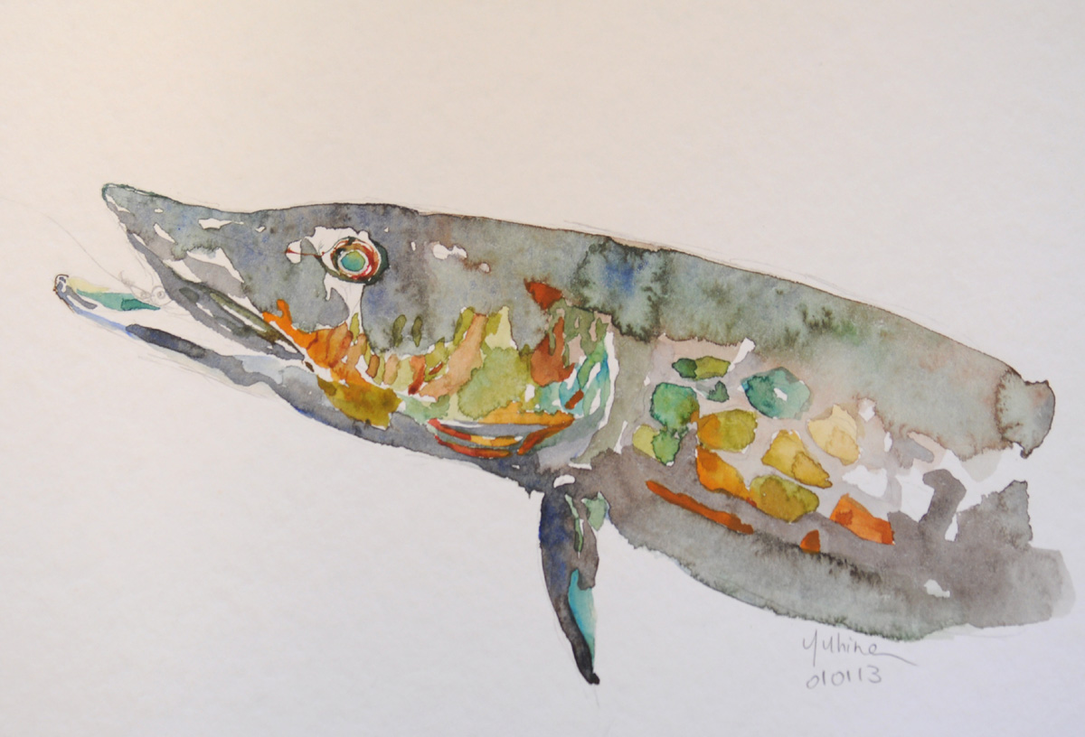 1200x816 yuhina illustration pickerel - Pickerel Drawing