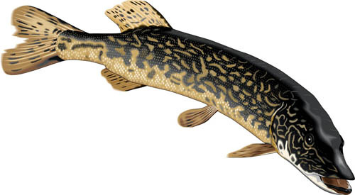 500x275 pickerel the amazing world of don dueck - Pickerel Drawing