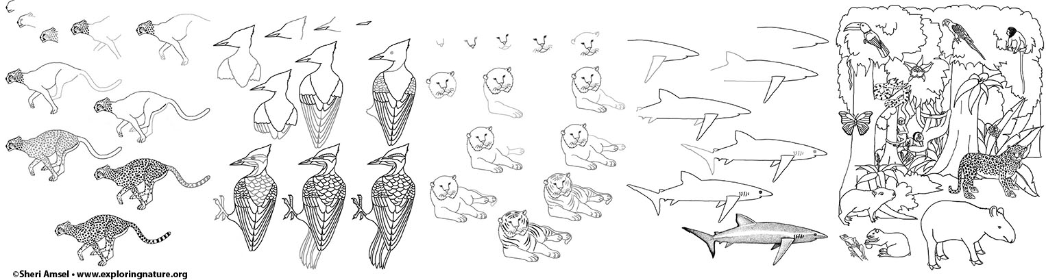 1526x409 drawing animals and habitats - Pics Of Animals Drawing