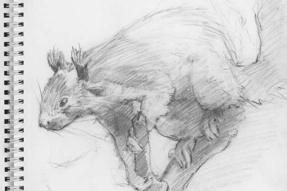 569x380 Drawing Animals - Pics Of Animals Drawing