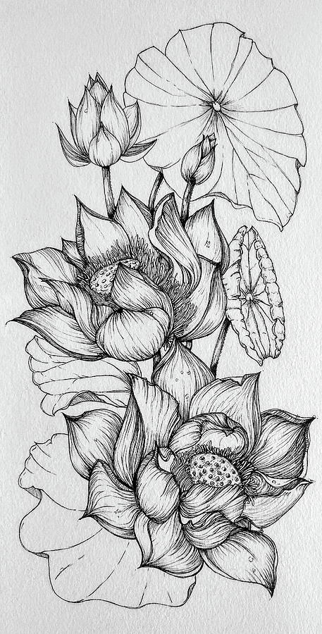 457x900 Lotus Flowers Drawing - Pics Of Flowers Drawing